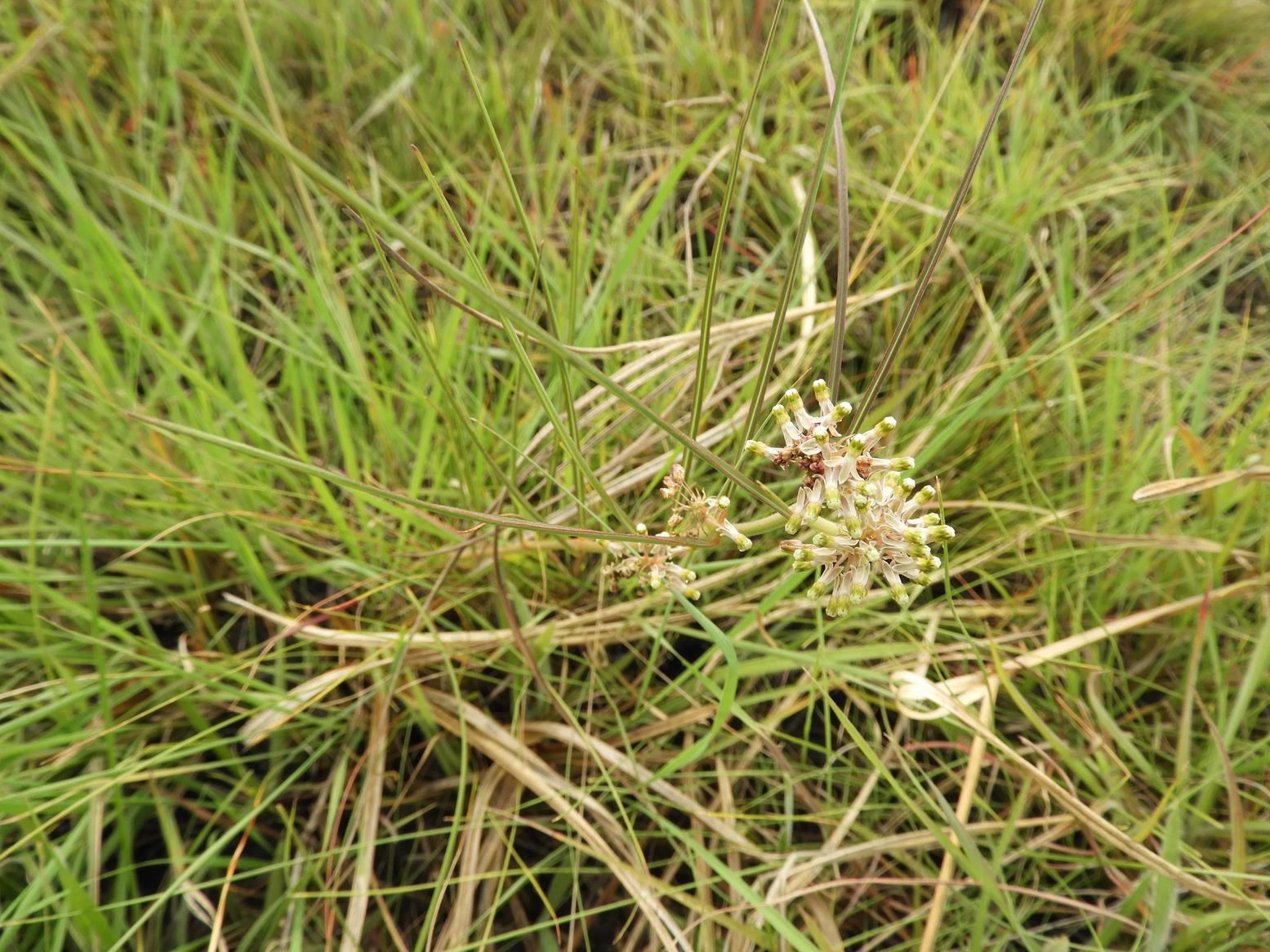 Xysmalobium holubii