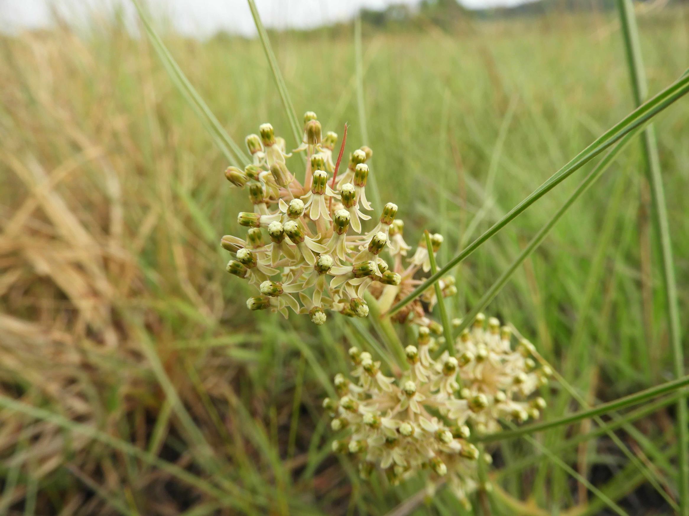 Xysmalobium holubii