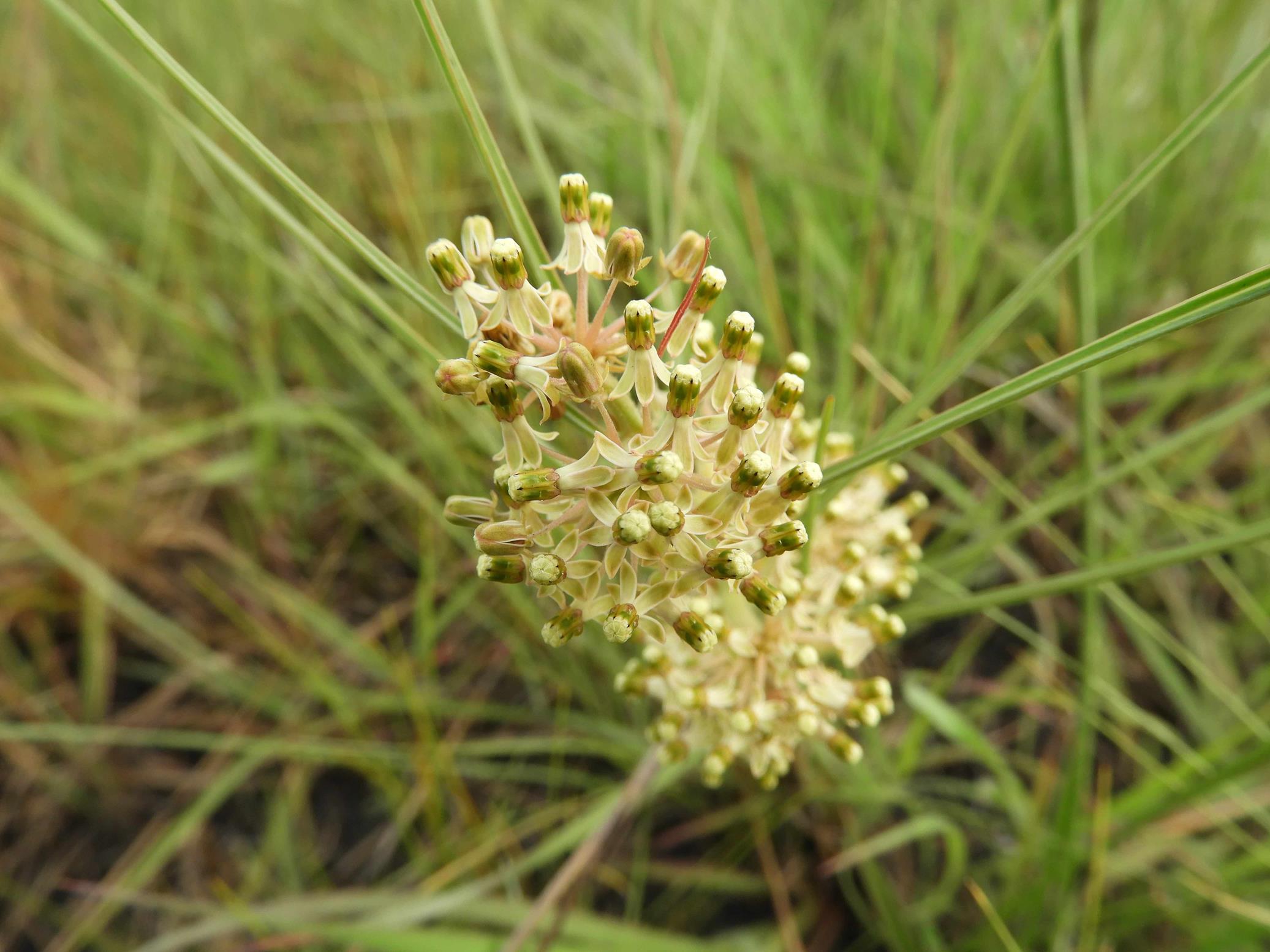Xysmalobium holubii