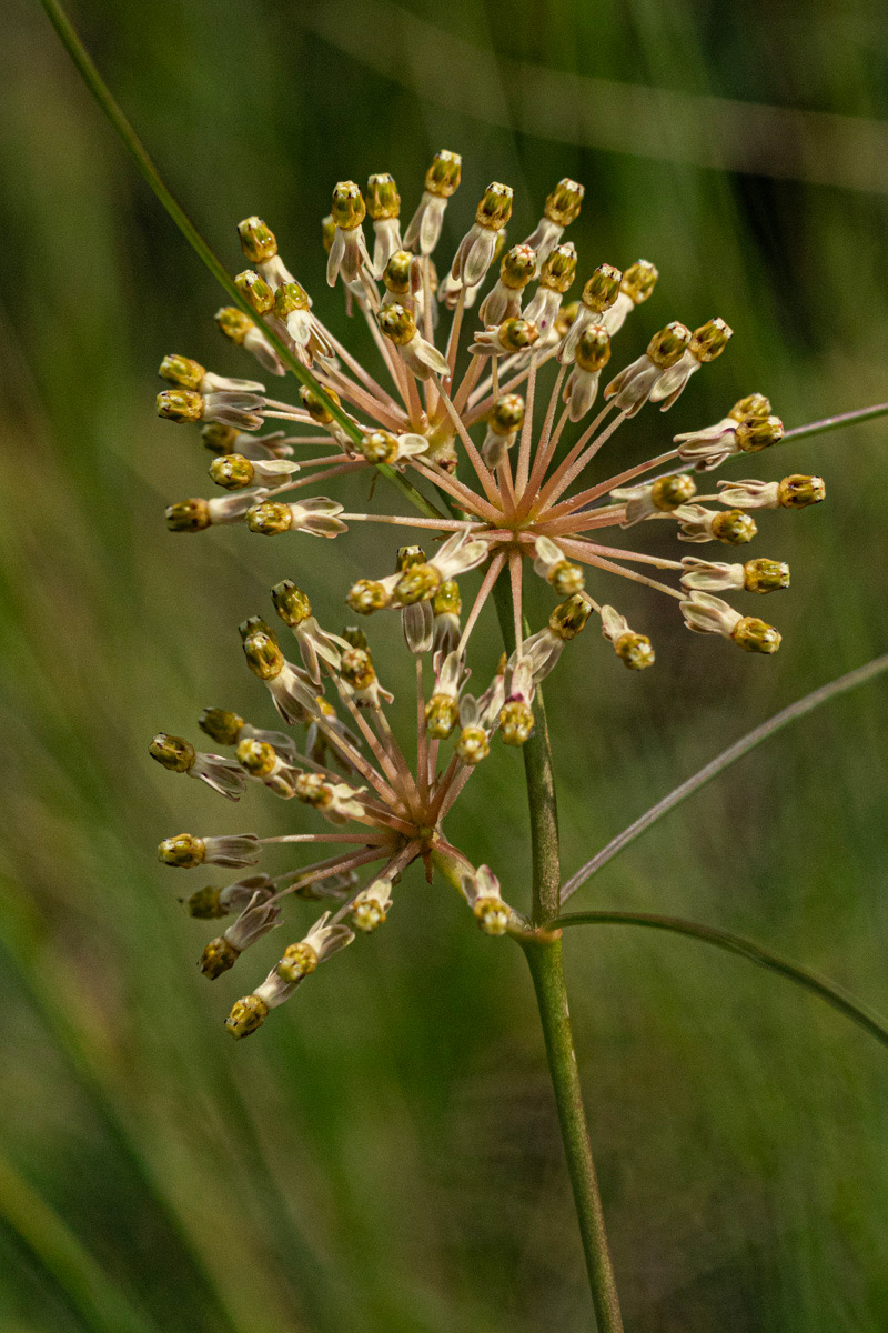 Xysmalobium holubii Xysmalobium holubii