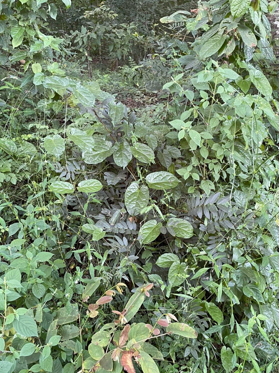 Vincetoxicum conspicuum