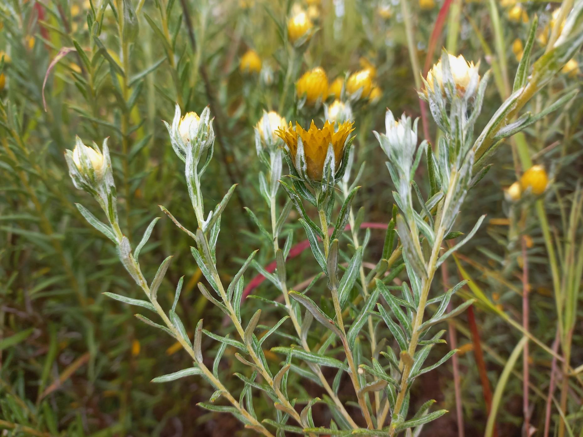Helichrysum kirkii var. kirkii