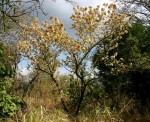 Dombeya shupangae var. shupangae