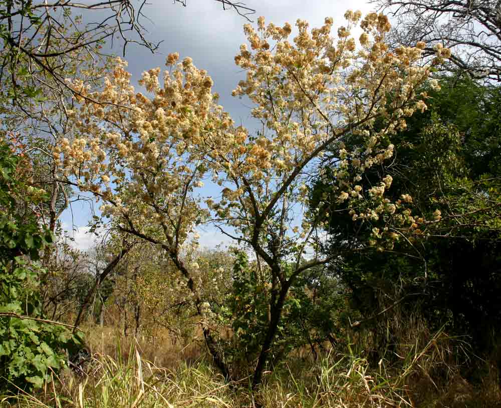 Dombeya shupangae var. shupangae
