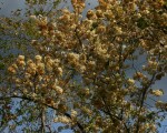 Dombeya shupangae var. shupangae