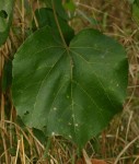 Dombeya shupangae var. shupangae