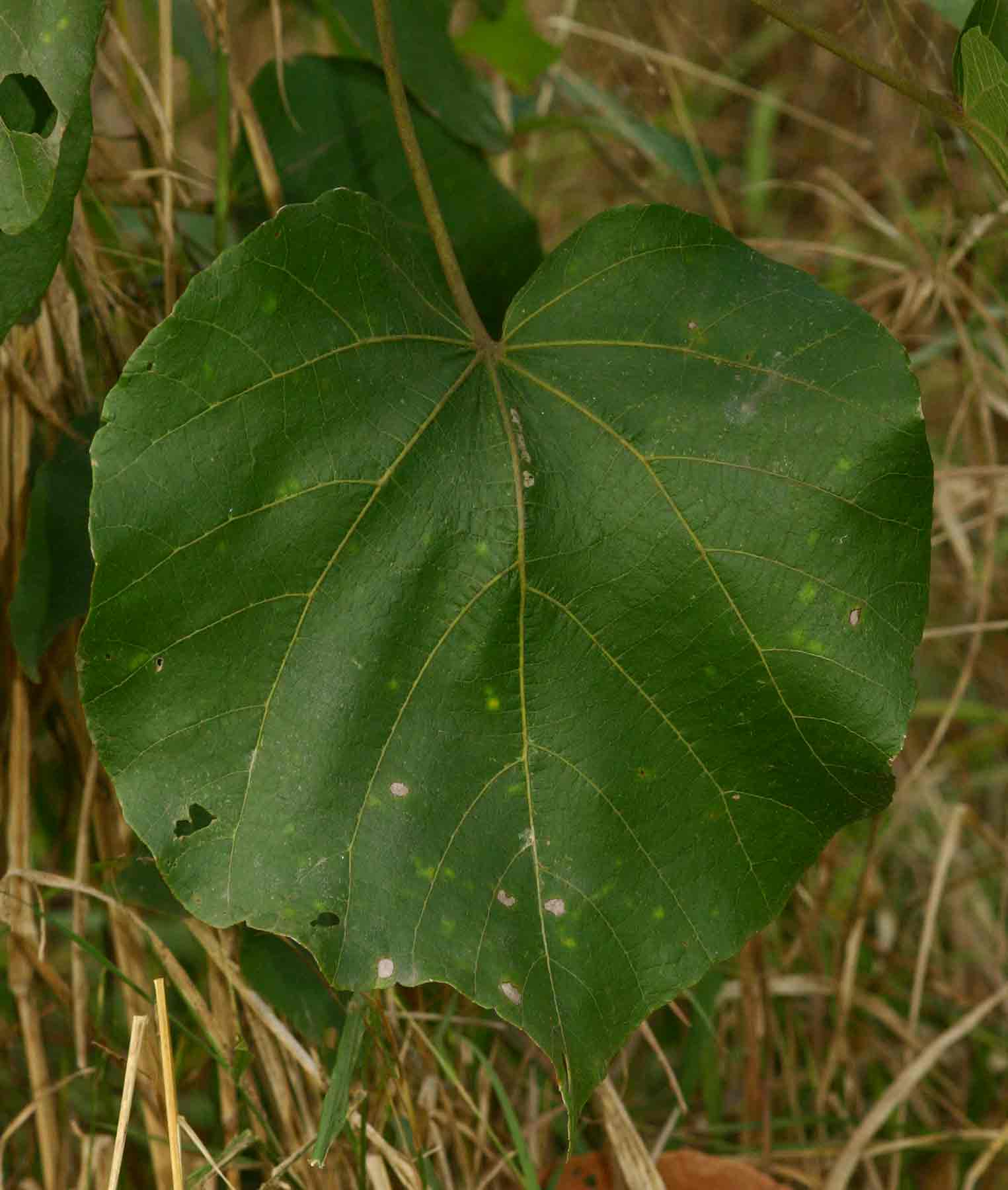 Dombeya shupangae var. shupangae