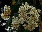 Dombeya shupangae var. shupangae