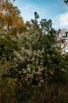 Dombeya shupangae var. shupangae