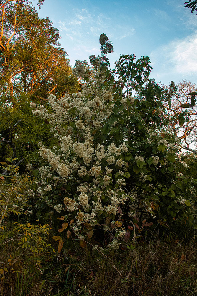Dombeya shupangae var. shupangae