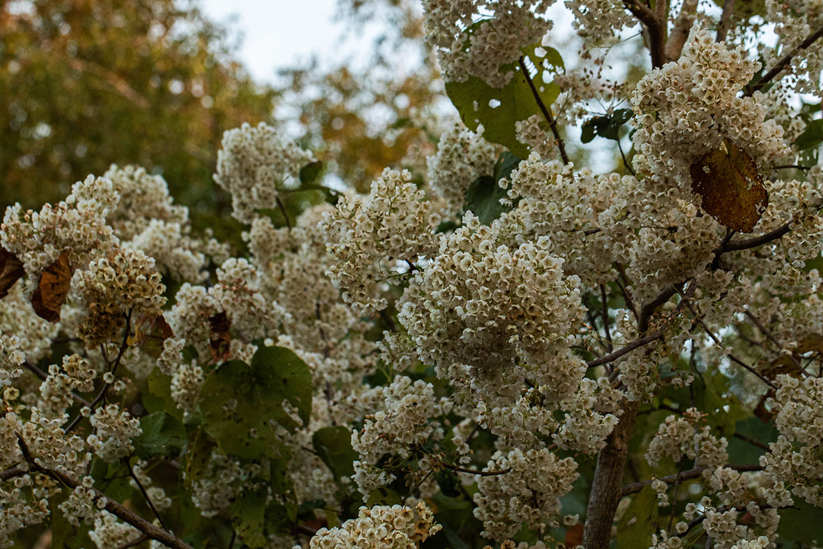 Dombeya shupangae var. shupangae