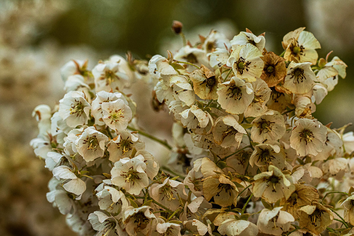 Dombeya shupangae var. shupangae