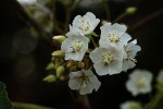 Dombeya shupangae var. shupangae