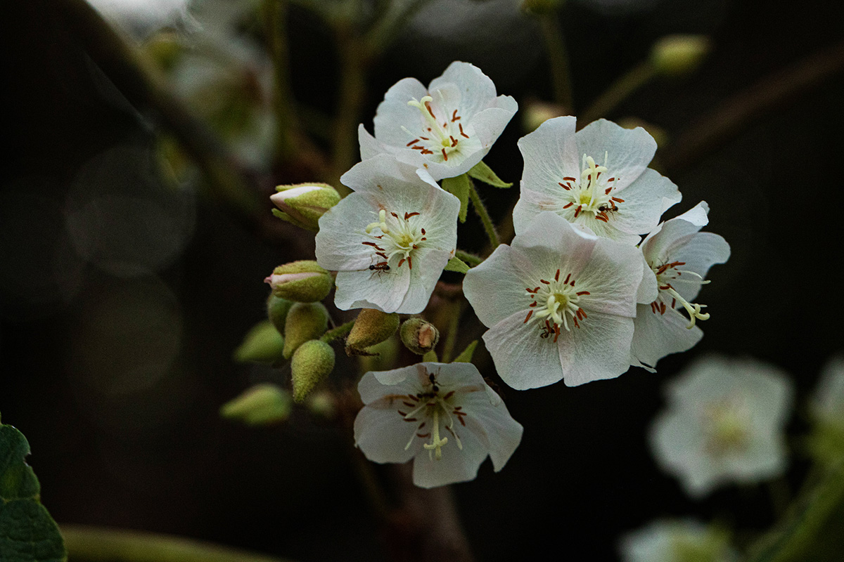 Dombeya shupangae var. shupangae