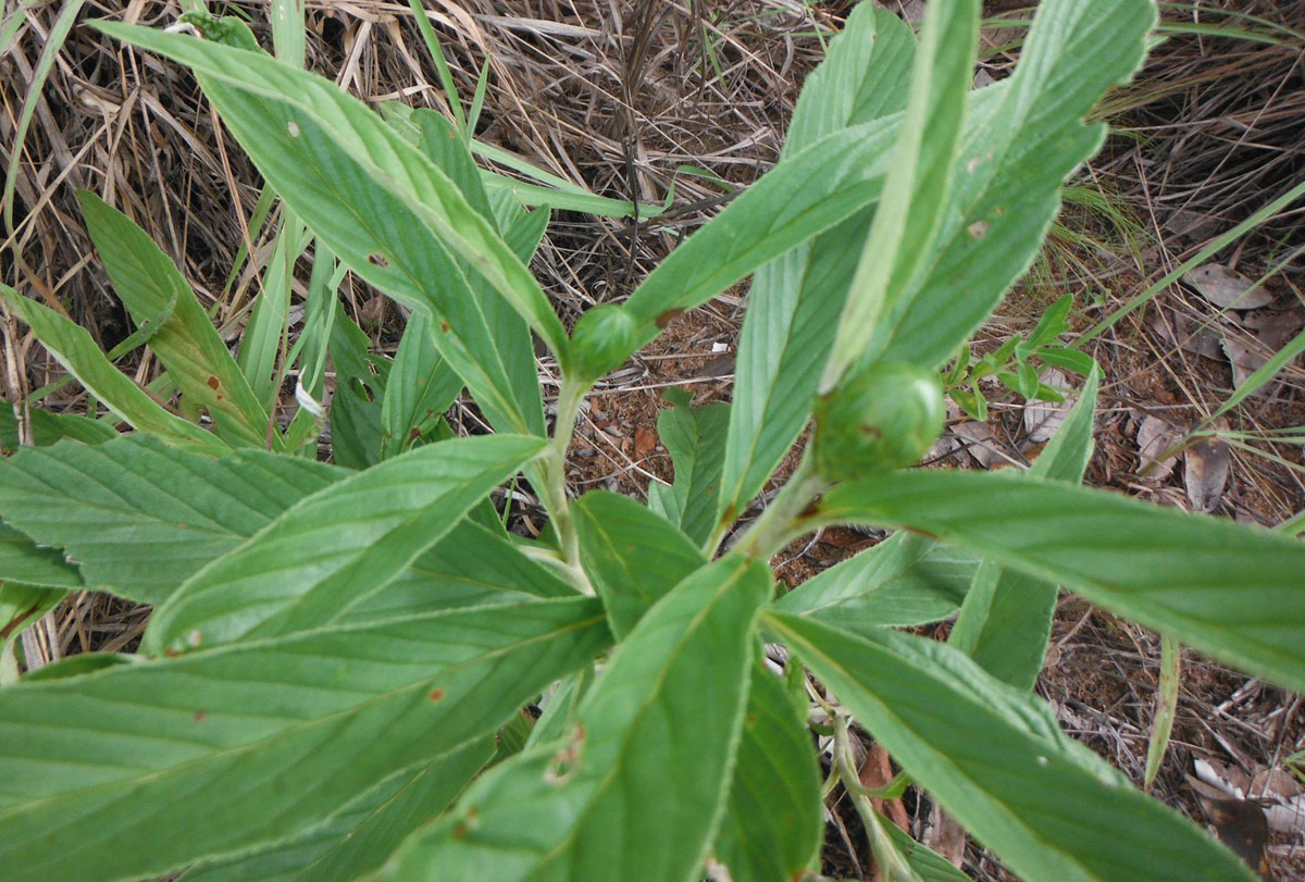Pleiotaxis pulcherrima
