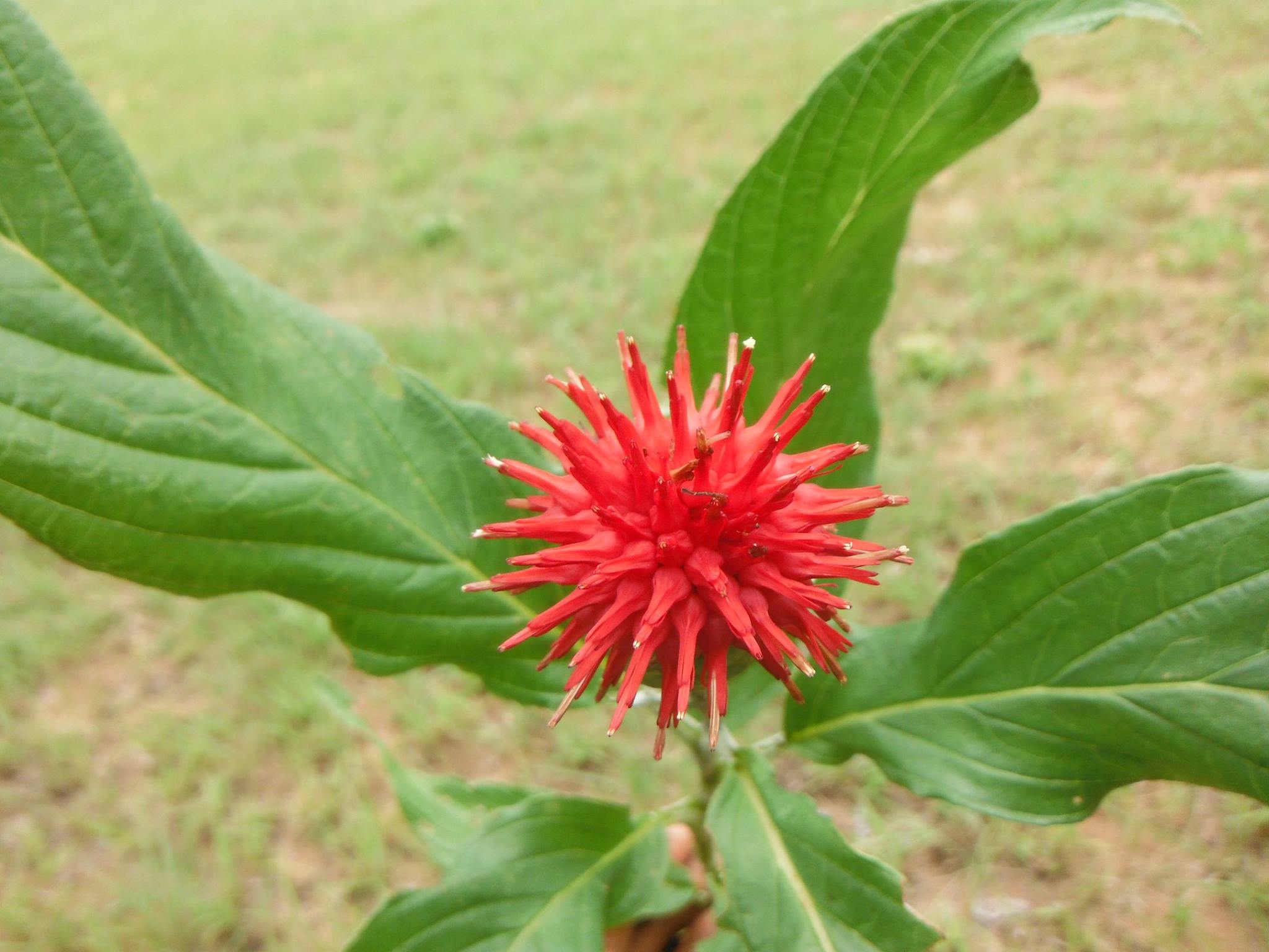 Pleiotaxis pulcherrima