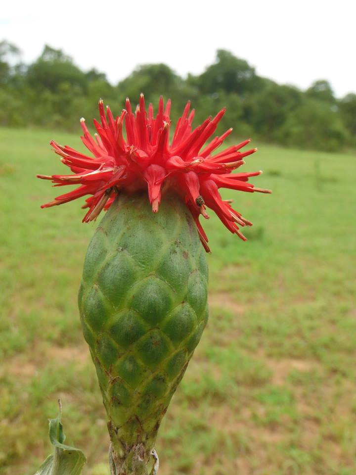 Pleiotaxis pulcherrima