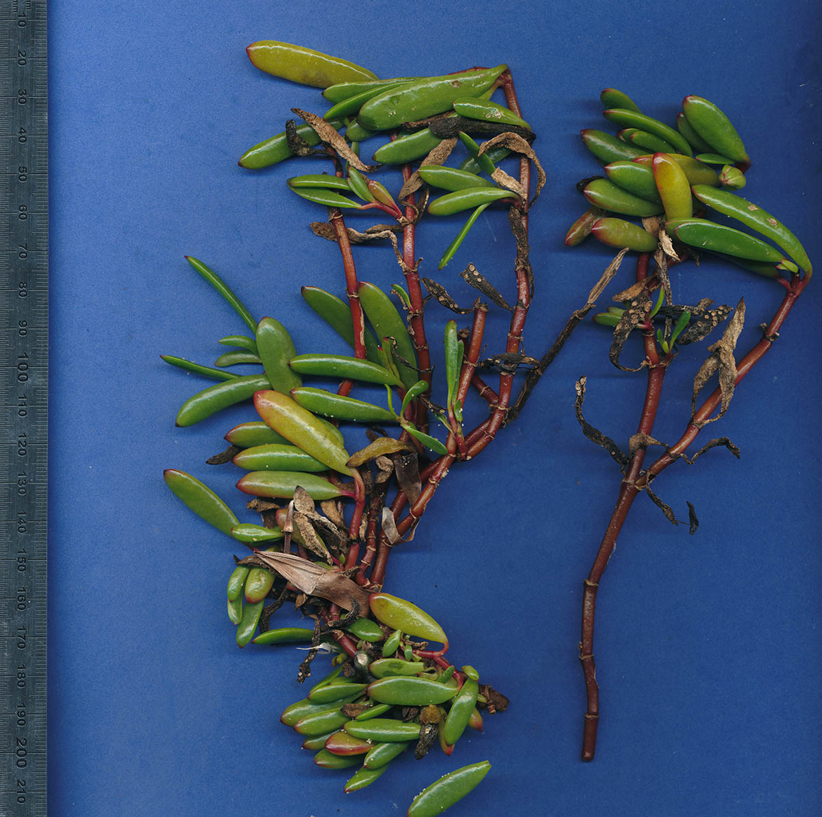 Sesuvium portulacastrum Sesuvium portulacastrum