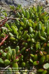 Sesuvium portulacastrum