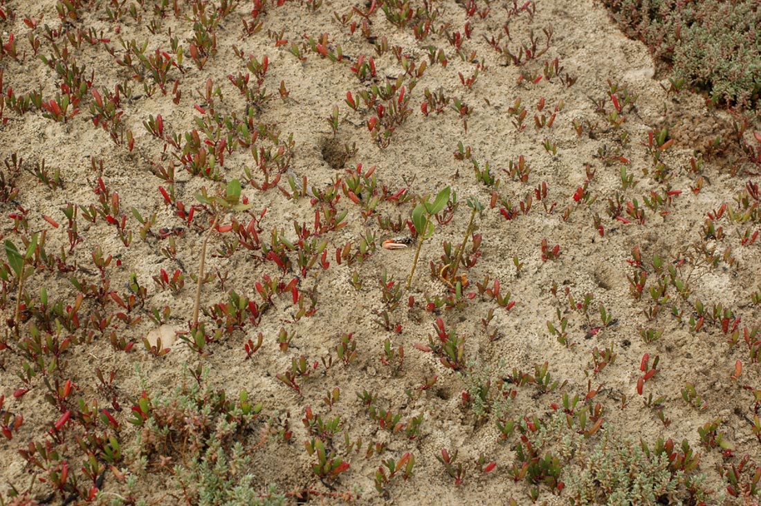 Sesuvium portulacastrum Sesuvium portulacastrum
