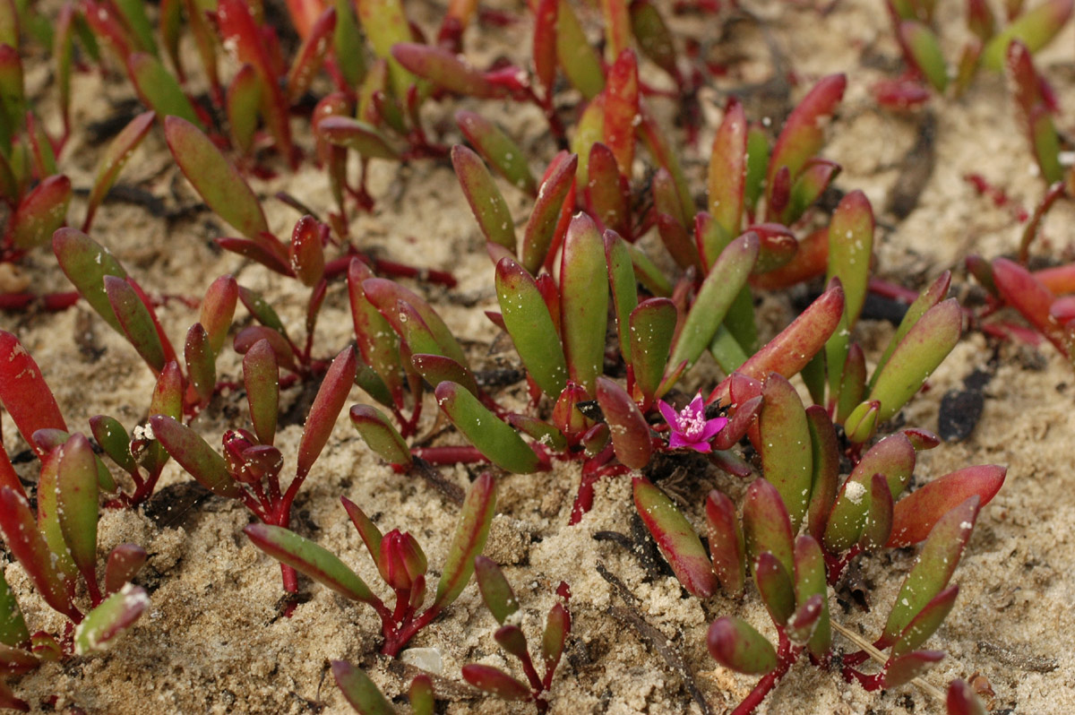 Sesuvium portulacastrum Sesuvium portulacastrum