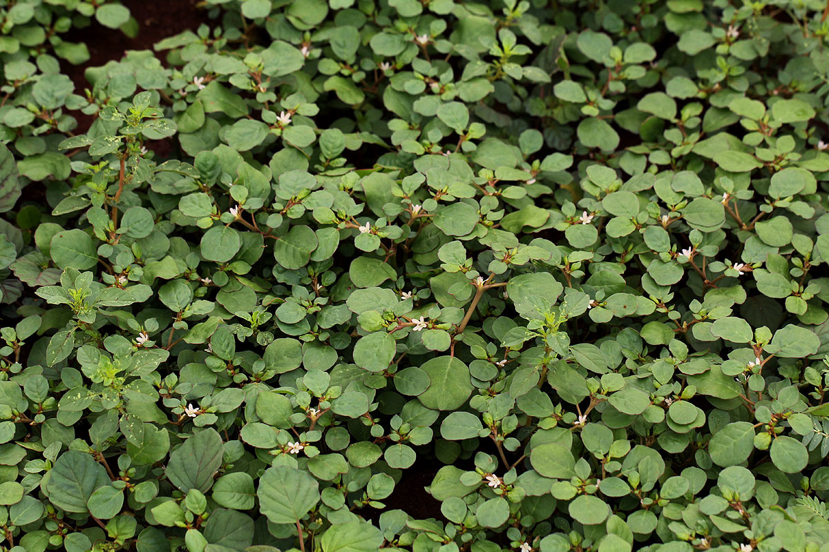Trianthema portulacastrum
