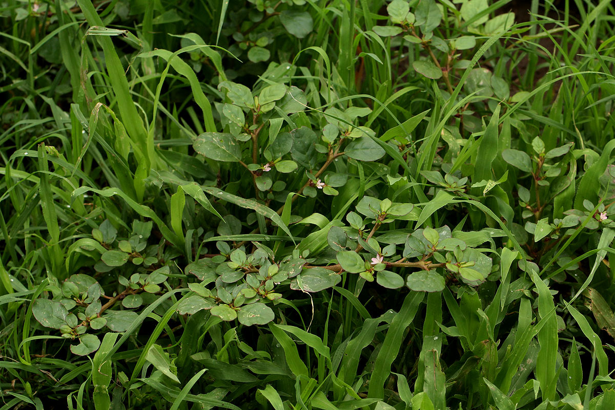 Trianthema portulacastrum Trianthema portulacastrum