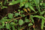 Trianthema portulacastrum