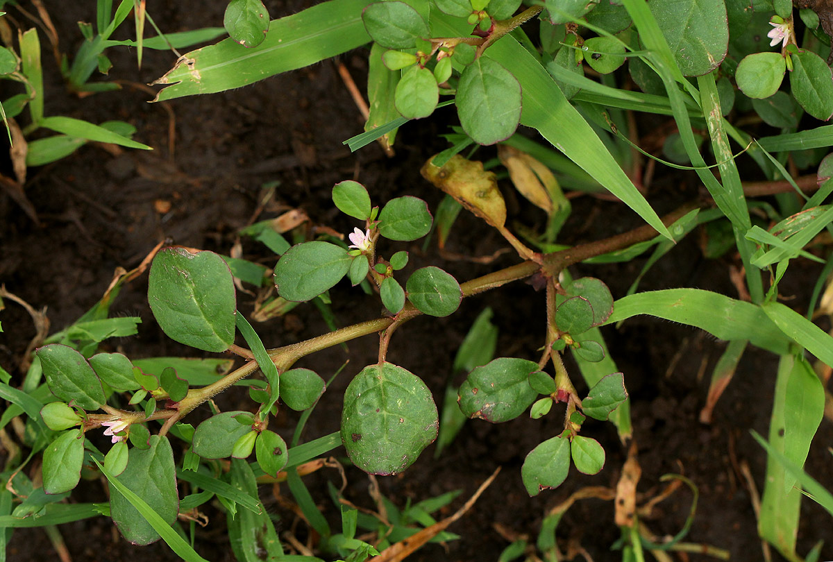 Trianthema portulacastrum Trianthema portulacastrum
