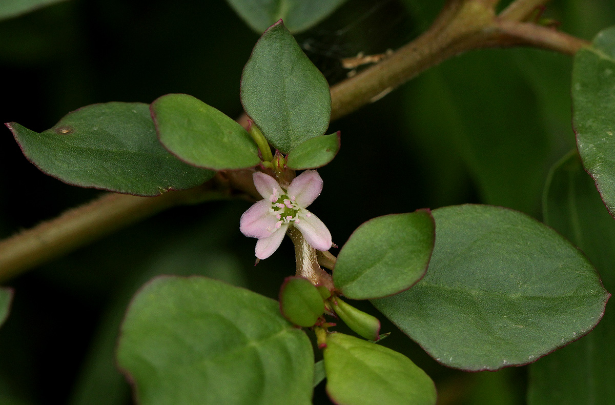 Trianthema portulacastrum Trianthema portulacastrum