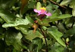 Clappertonia ficifolia