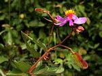 Clappertonia ficifolia