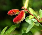 Clappertonia ficifolia