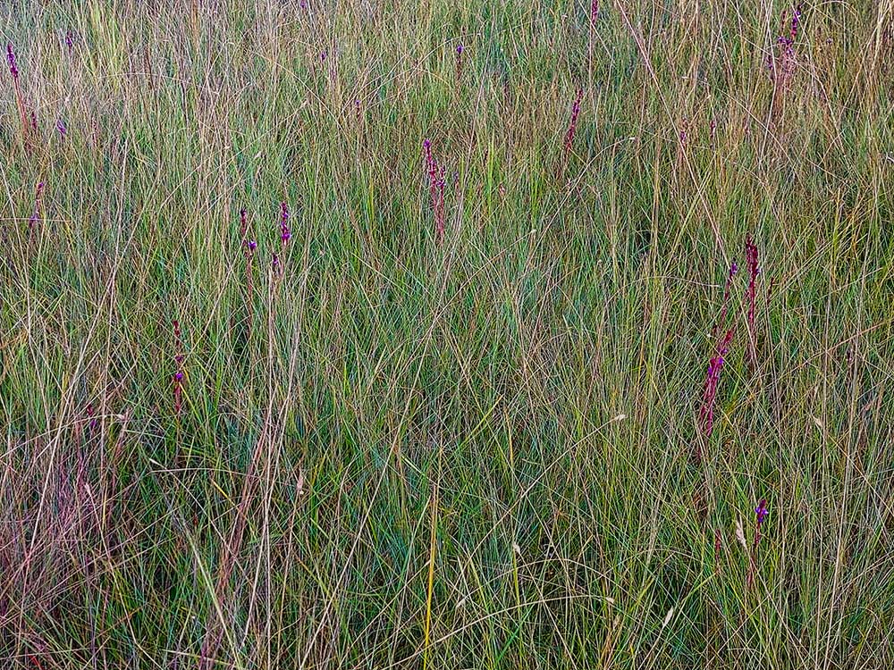 Neurotheca congolana Neurotheca congolana