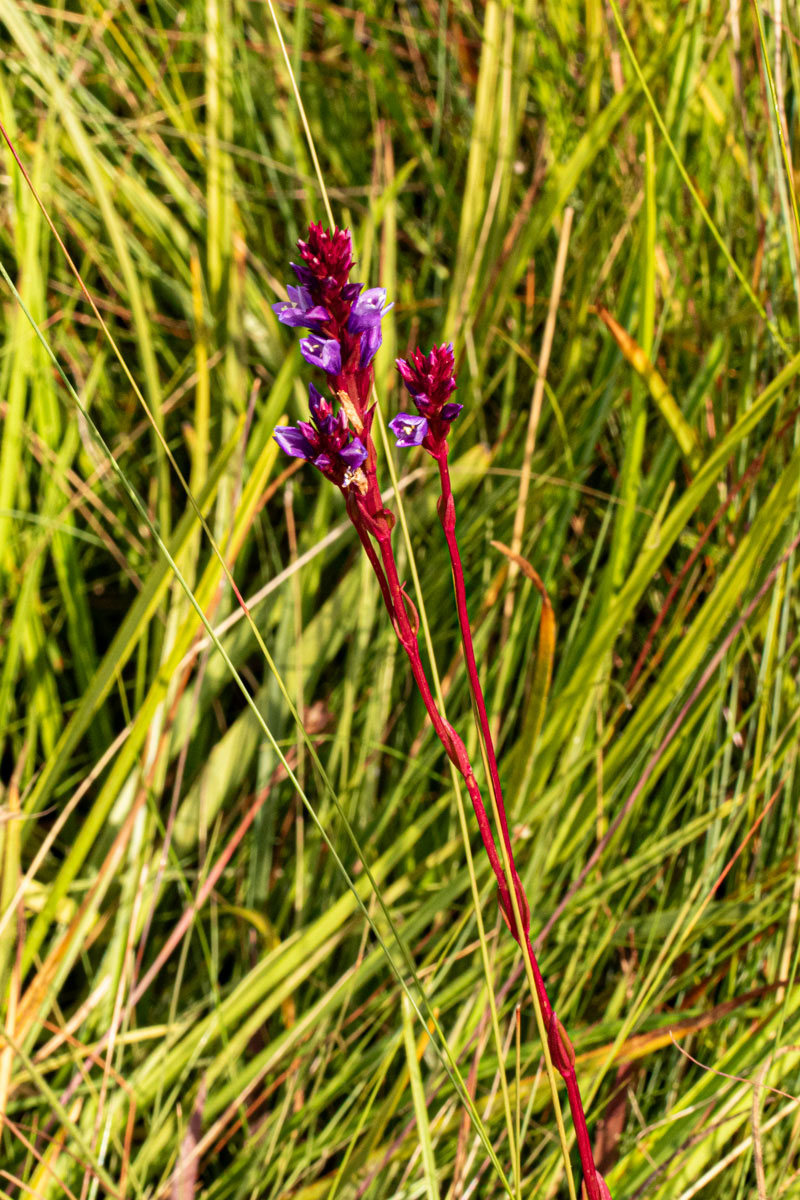 Neurotheca congolana Neurotheca congolana