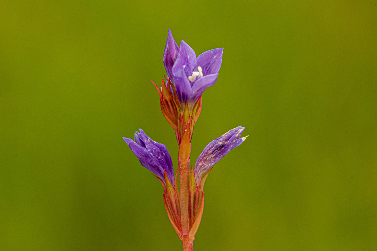 Neurotheca congolana Neurotheca congolana
