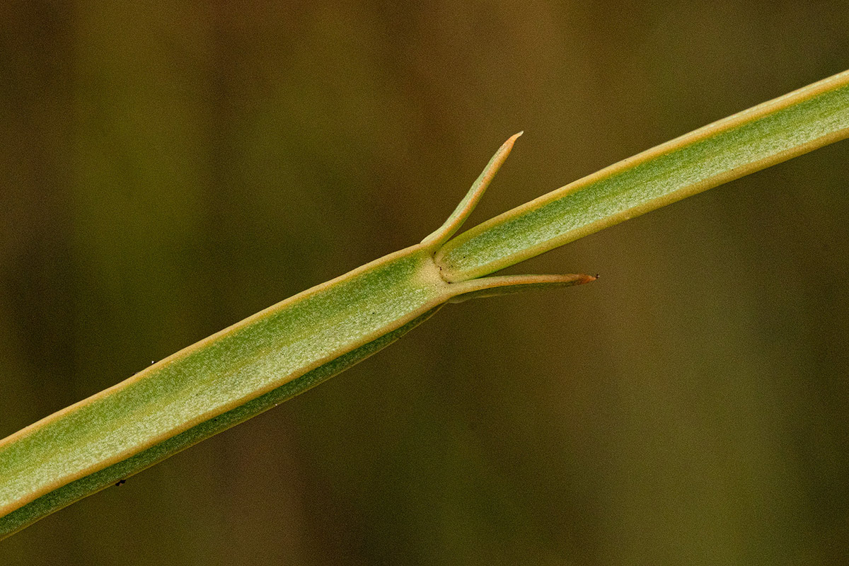 Schinziella tetragona Schinziella tetragona