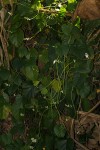 Basella alba