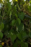 Basella alba