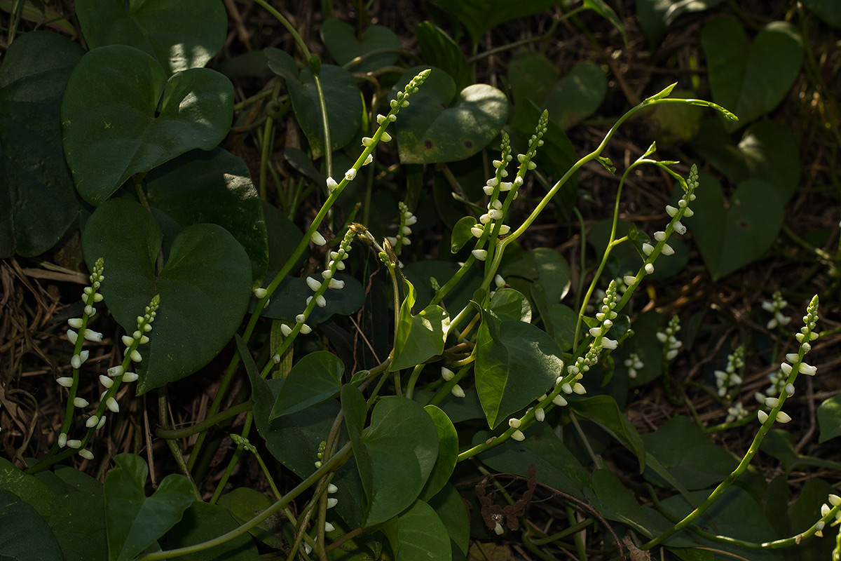 Basella alba
