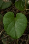 Basella alba