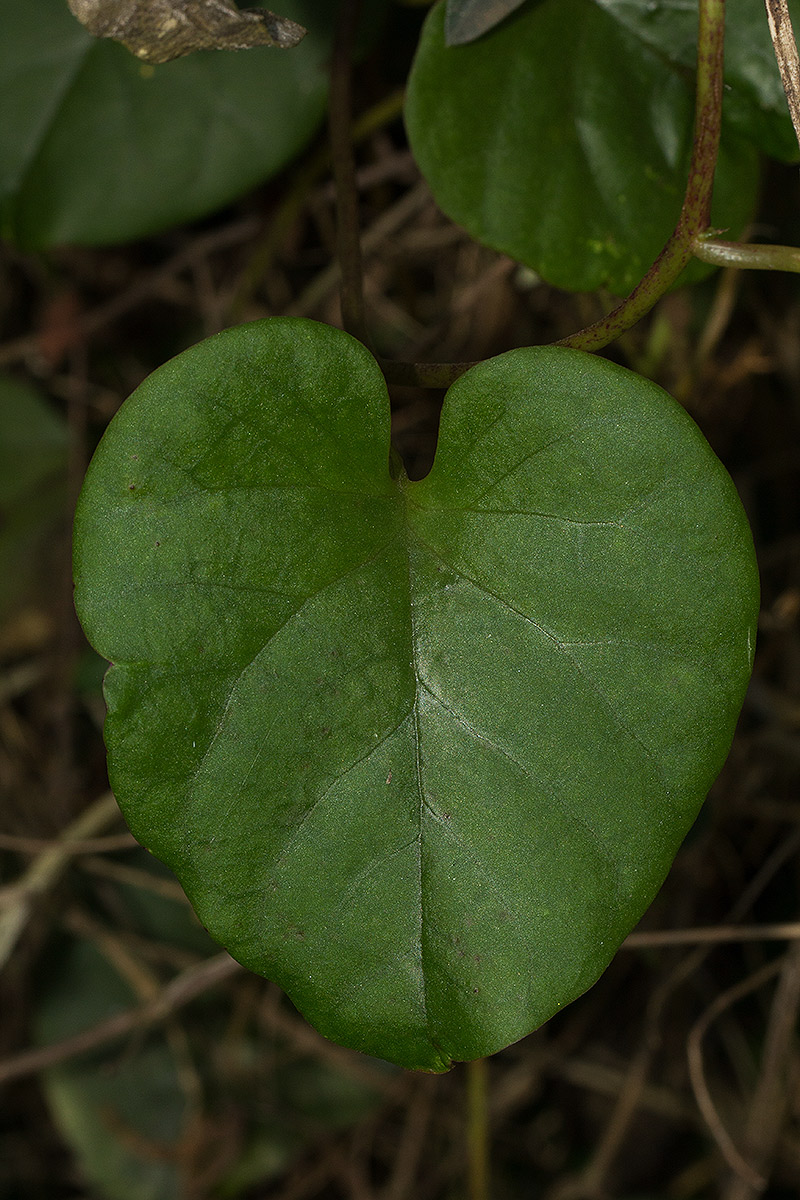Basella alba