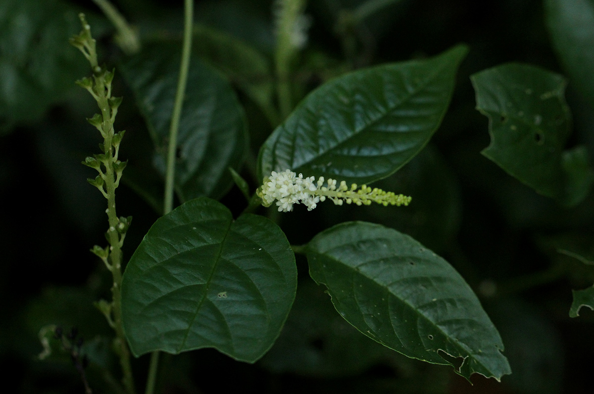 Hilleria latifolia