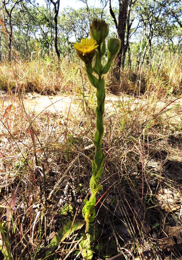 Monactinocephalus shirensis