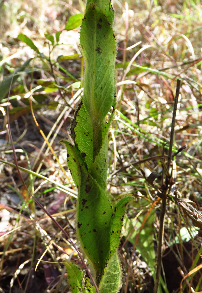 Monactinocephalus shirensis