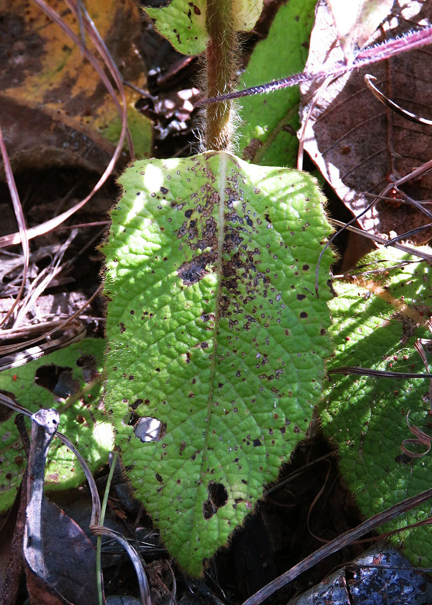 Monactinocephalus shirensis