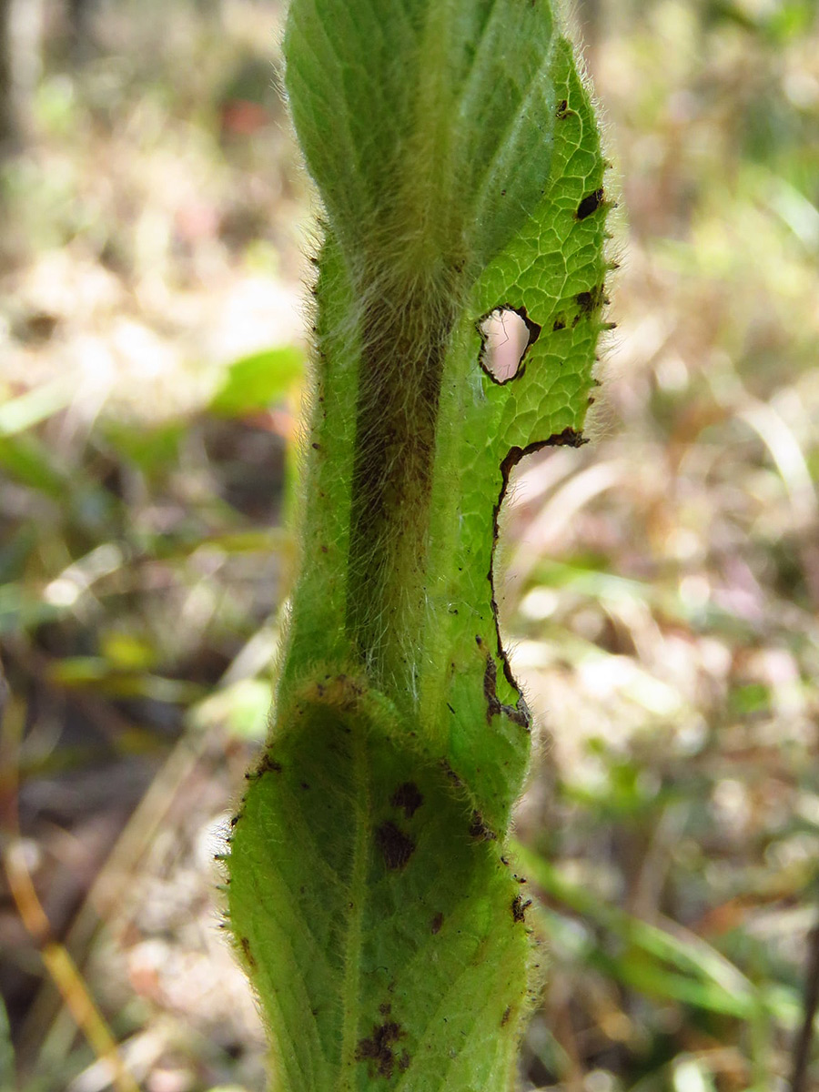 Monactinocephalus shirensis