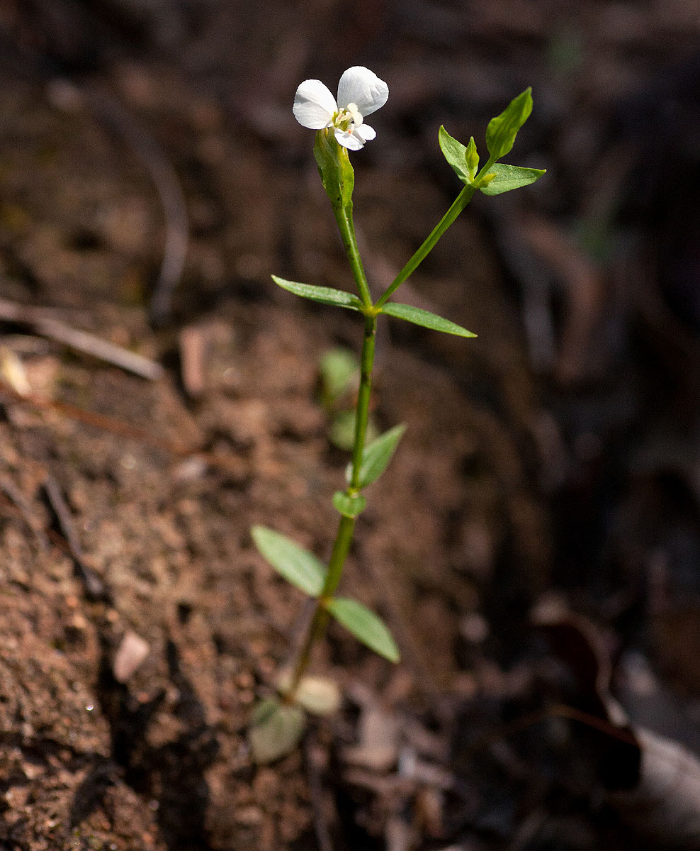 Canscora alata Canscora alata