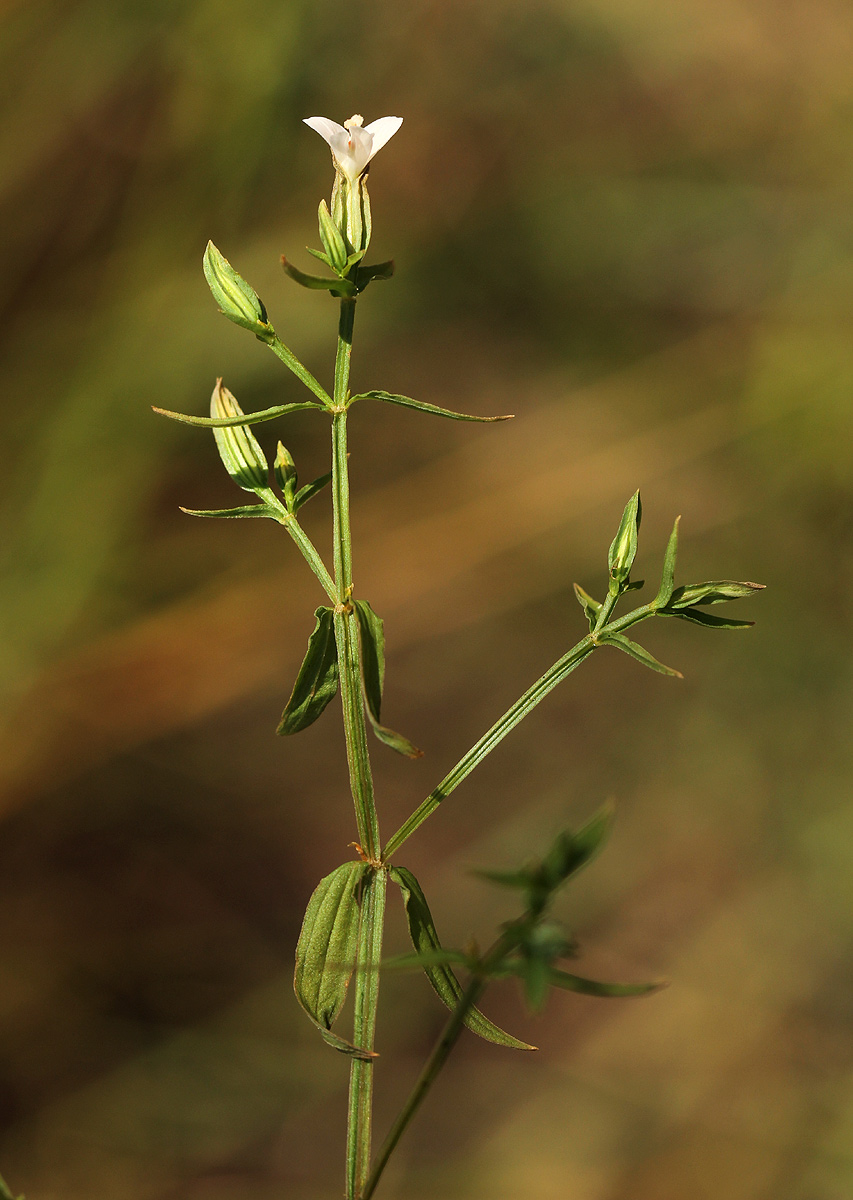 Canscora alata Canscora alata