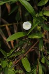 Aniseia martinicensis